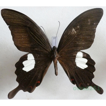 Papilio helenus Linnaeus, 1758 Malaysia 93mm57